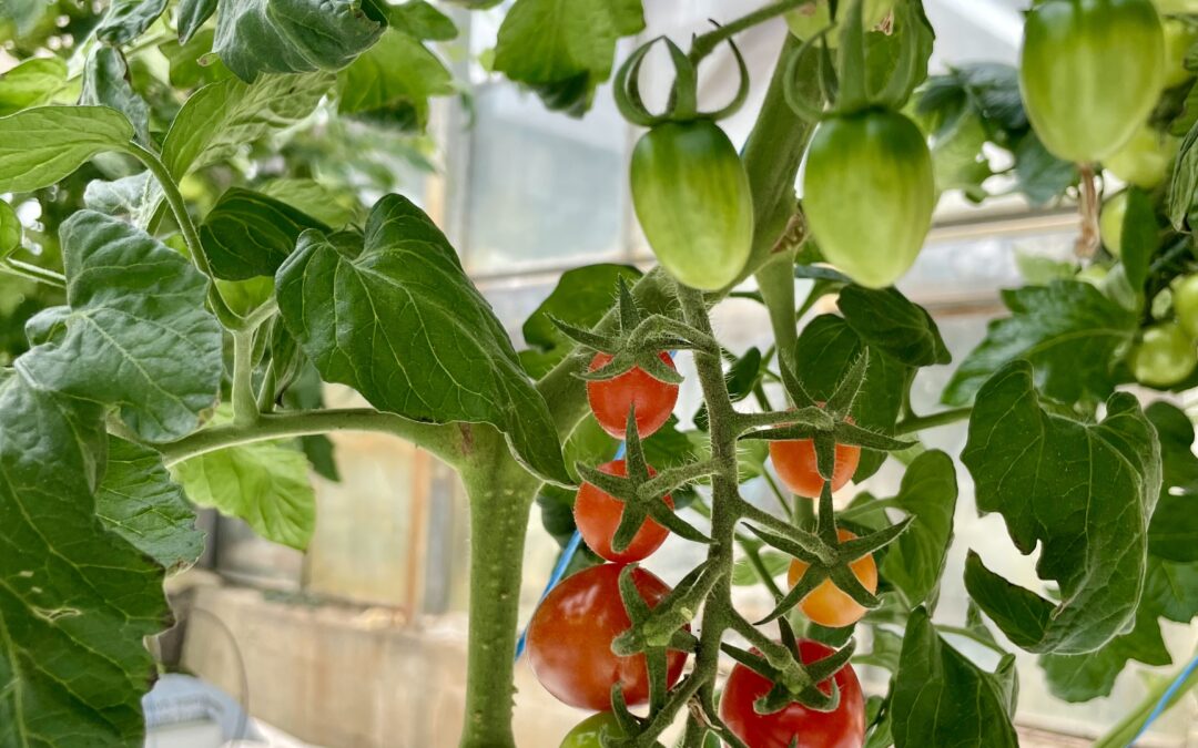 Die ersten roten Tomaten